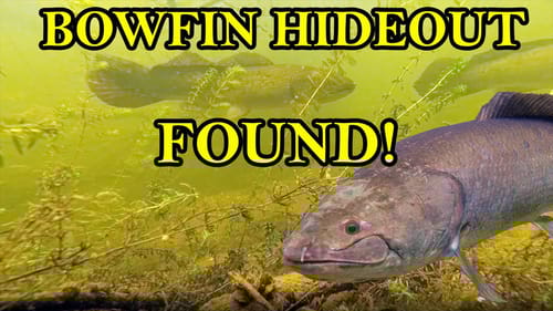 Bowfin Secret Hideout - Underwater Footage (Mississippi River)