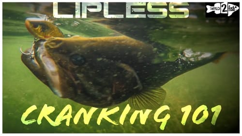How to Fish Lipless Crankbaits for Prespawn Bass