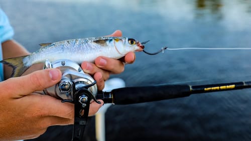 Live Baiting to Catch MULTIPLE GIANTS (NEW PB?)