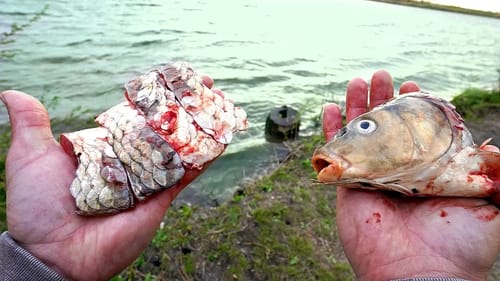 Bank Fishing with Cut Carp!!! DRAG PEELING BITES!