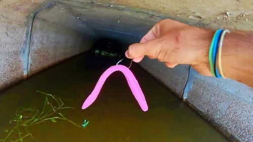35 LB MONSTER eats BUBBLEGUM WORM!!! (STRANGE)