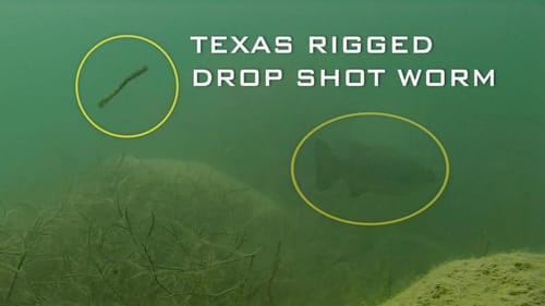 How to Drop Shot Grass Lines for Bass