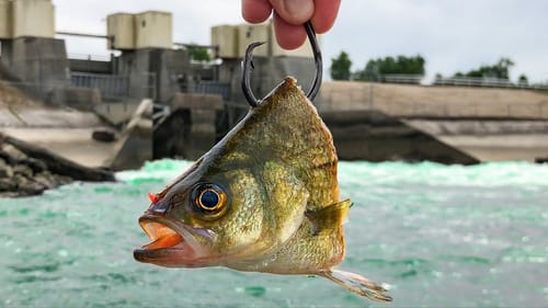 Epic RAGING Spillway = NEW PB + NEW SPECIES!!!