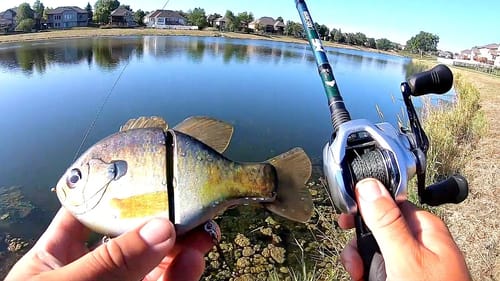 Catching BIG BASS in a TINY Pond!!! (Bank Fishing)
