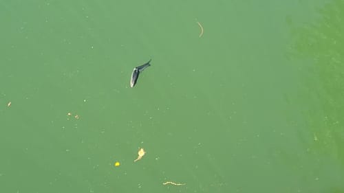 Swimbait Review: Pizz Shadley FG
