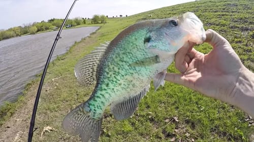 Take These out of Bass Ponds