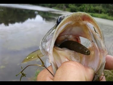 These POND BASS CHOKE the SINKO Ep.1 GIANTTTT in Ep.2