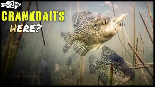How to Catch Crappies Casting Micro Crankbaits