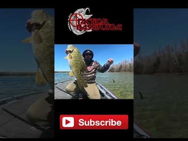 World Class Smallmouth On A Little Bait You've Never Bothered To Try!