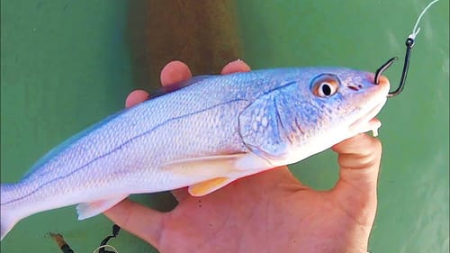 THIS LIVE BAIT gets DESTROYED BY MONSTER FISH!!