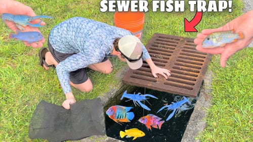 Sewer FISH TRAP Catches AQUARIUM FISH For My Pond!