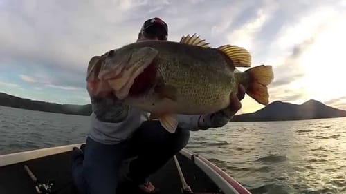 Flipping a Giant Bass into the Boat!