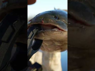 Catching a 250 Million Year Old Prehistoric Fish #fishing