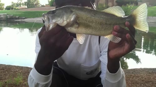 Bass Fishing For Shakey Head Bass