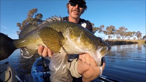 MURRAY COD ON SURFACE LURES