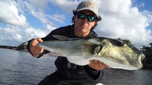 Super Strange Fish Caught Inshore