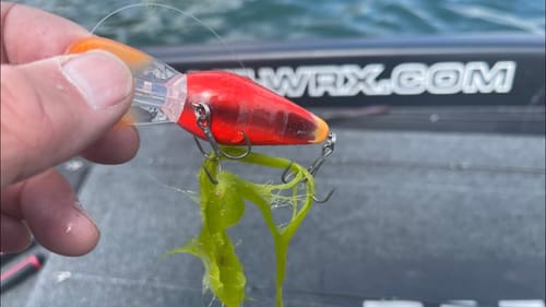 Bass And Moss-Covered Bottoms…THE Biggest Myth About This