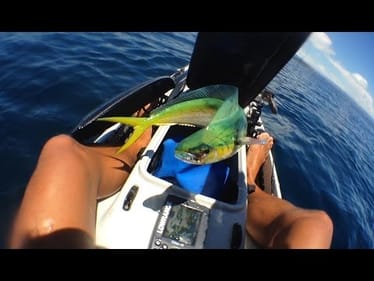 Mini Mahi Mahi - RoKKiT KiT Kayak Fishing Channel
