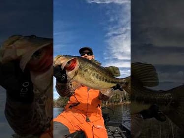 JIG FISH are BIG FISH!!! #shorts