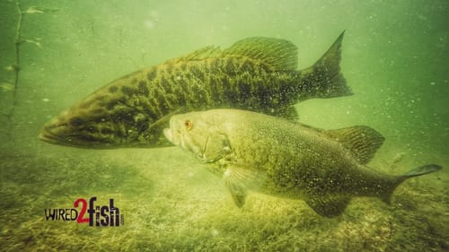Big Smallmouth Bass Actively Spawning