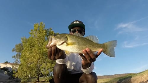 Fall Fishing: Catching Bass On Swimbaits and Jerkbaits
