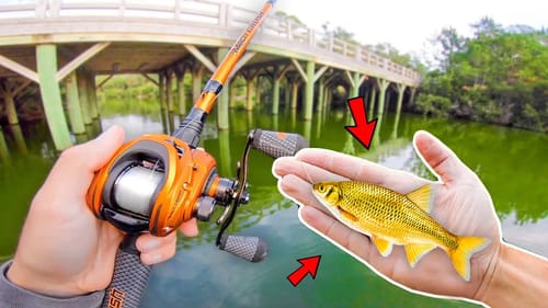 Catching GIANT Bass on LIVEBAIT! (Bank Fishing)