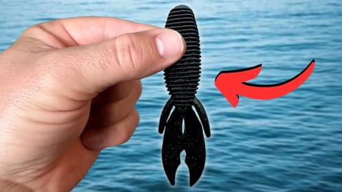 Not ALL Bass Go "Deep" During WINTER
