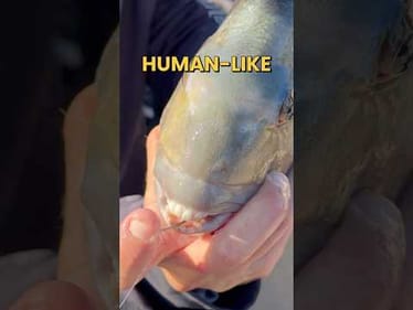 This Fish Has HUMAN LIKE Teeth #Fishing #fishingvideos #shrimp #sheepshead