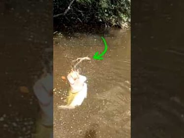 Big Bass SPITS UP A BULLFROG!!!
