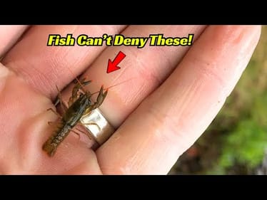 No Fish Can Deny These Mini Lobster Baits! They Work So Good! 