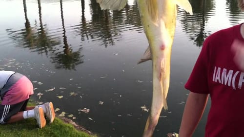 Afternoon Bass Slaying