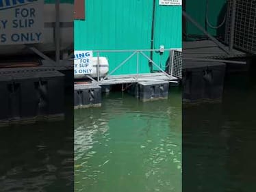 Best Dock Fishing Tip Ever