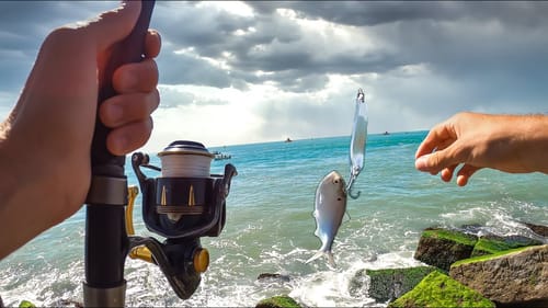 what happens when the jetties are surrounded by bait?? (MONSTER CAUGHT)