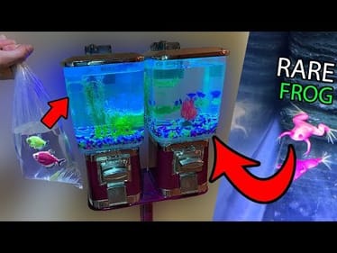 Buying RAINBOW Water Frog for Gumball Machine Aquarium!