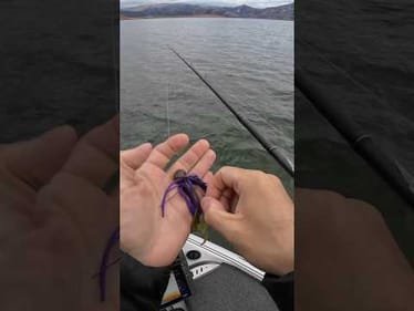Will this color change make the difference? #bassunion #bassunionjigs