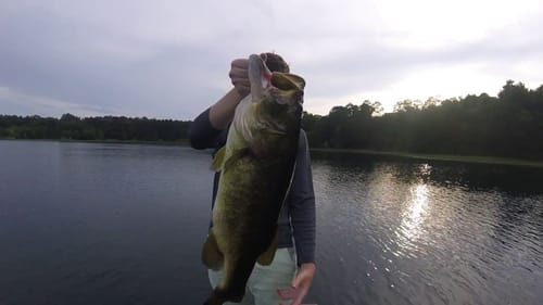 9 Pound bass eats swimbait