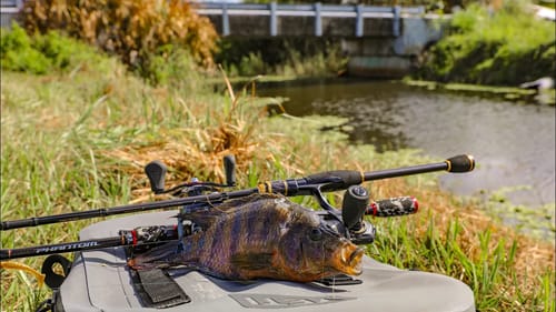 Eating a Garbage Fish Out of a Canal + Will it be Awful? (Catch and Cook)