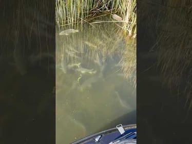 Look At All Those Fish!!
