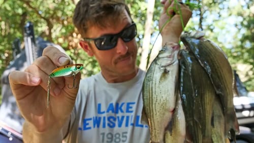 White Bass CATCH & COOK | Fishing TINY Shad Lures