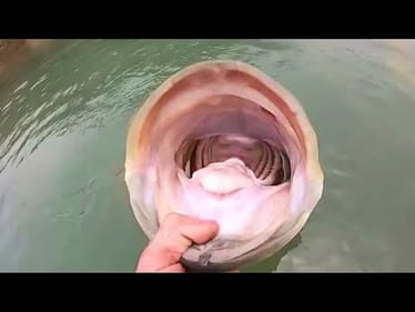 20 POUNDER caught with PRO BASS ANGLER!!!