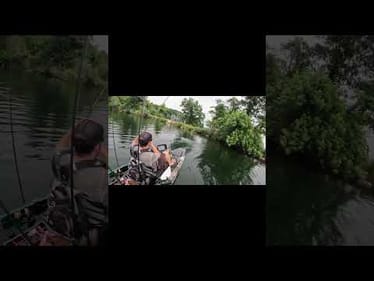 How Many Bass Can I Catch Under This Tree?