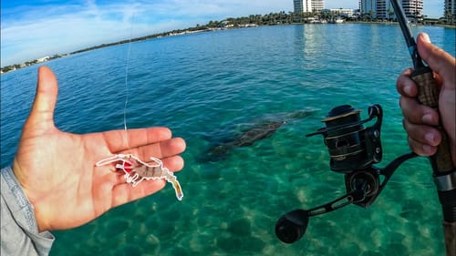 Tropical Flats Fishing With Shrimp In Ultra Clear Beautiful Water
