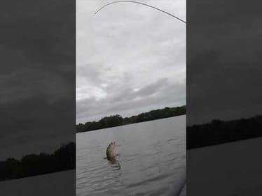 Swim Jig Doing Its Thing… ☠️