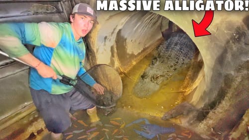Netting Aquarium Fish in ALLIGATOR INFESTED SEWER!