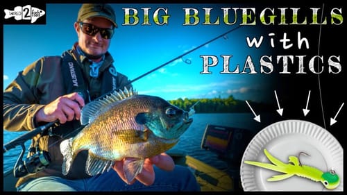 How to Catch Big Bluegills with Jigs and Plastics