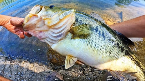 Catching MONSTER BASS Fishing In The SPRING! (BIG NEWS!!!)