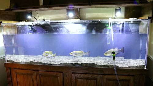 Draining the 300 Gallon Aquarium