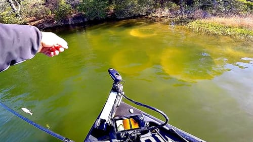 These Fish are HUGE!! --Bass Fishing a Power Plant Lake