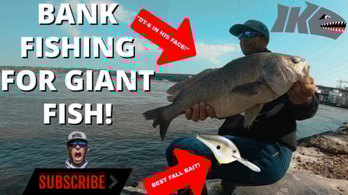 Bank Fishing Giant Fish!