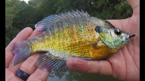 Fly Fishing For BLUEGILL In The Summer! Homemade Flies!